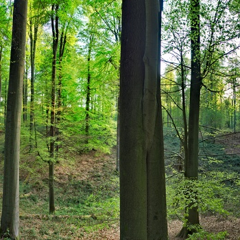 Natur / nature / natuur